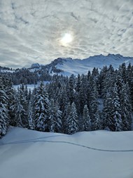 冬季白色雪地雪松树林风景写真图片下载