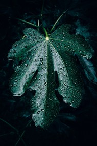 雨后树叶微距特写写真高清图片