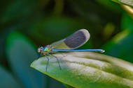 野生蜻蜓目昆虫写真图片下载