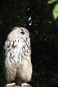 野生纵纹腹小鸮写真高清图片