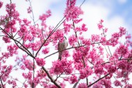 蓝色天空粉色樱花写真图片下载