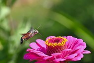 粉色花朵和蜂鸟写真高清图片