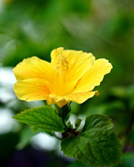 微距特写黄色芙蓉花图片下载