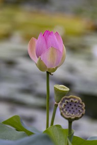 微微绽放的粉色莲花和莲蓬图片