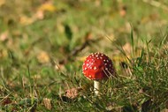 野草地破土而出红蘑菇图片下载