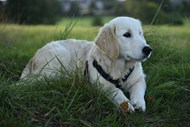 绿色草地白色金毛犬写真图片下载