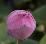 粉色含苞待放莲花花苞写真图片