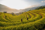 夏天午后梯田水稻写真高清图片