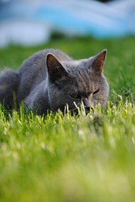 草地可爱呆萌俄罗斯猫图片大全