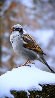 冬季白雪上站立的麻雀图片