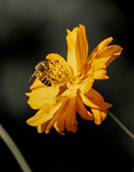  黄色野菊花蜜蜂采蜜写真图片大全