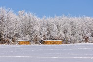 冬季白茫茫雪地树林雪景写真图片下载