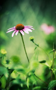 粉色野生松果菊微距写真高清图片