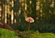 树林地面青苔硬柄小皮伞蘑菇高清图片