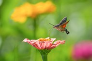 野生蜂鸟鹰蛾写真图片