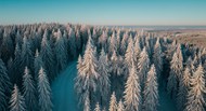 冬季森林雪景写真图片