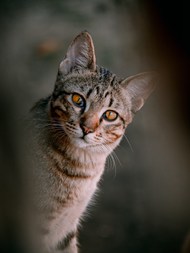 野生狸花猫微距特写写真精美图片