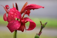 雨后红色美人蕉百合图片下载