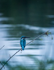 站在枝头蓝色野生翠鸟写真图片