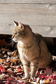 半蹲在落叶地上的小猫图片大全