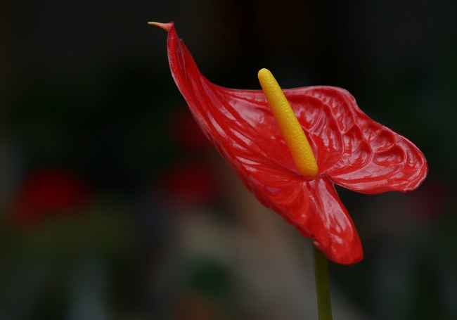 红色马蹄莲高清高清图片 植物 素彩图片大全