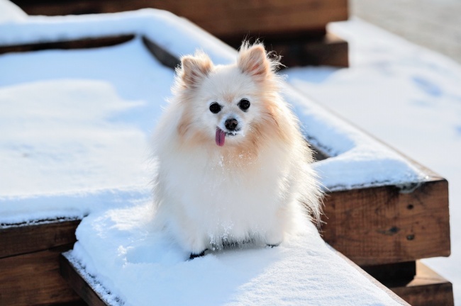 可爱白色博美犬高清图 动物 素彩图片大全