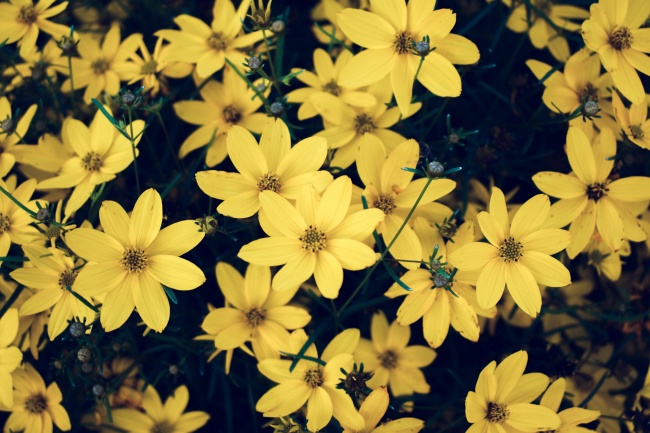 黄色菊芋花海图片下载 植物 素彩图片大全