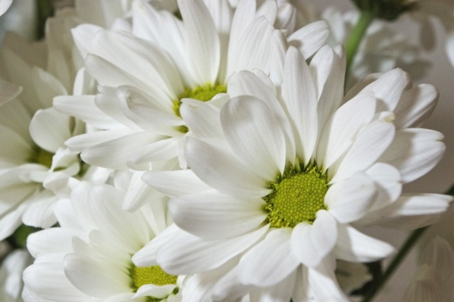 纯白色菊花图片下载 植物 素彩图片大全