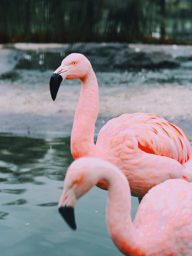 粉色火烈鸟手机壁纸精美图片 动物 素彩图片大全