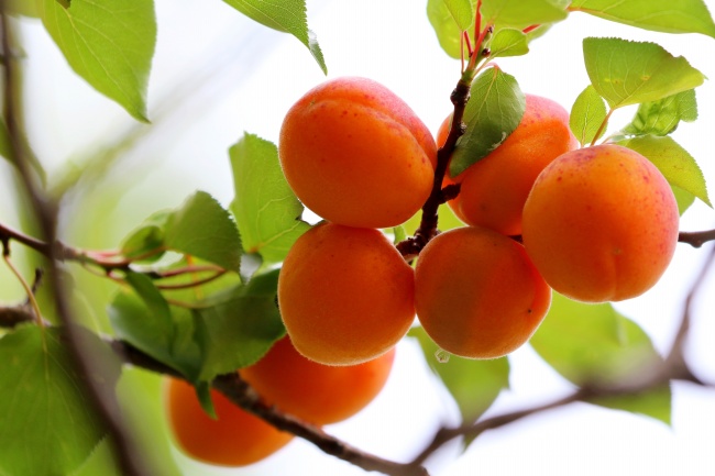  树枝上成熟杏子水果图片素材 