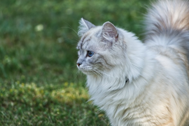  白色基蒂猫可爱高清图片 