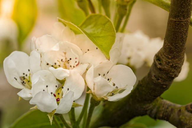  春天梨花盛开高清图片 