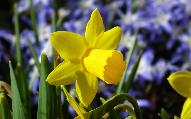  春天黄色水仙花开花图片 