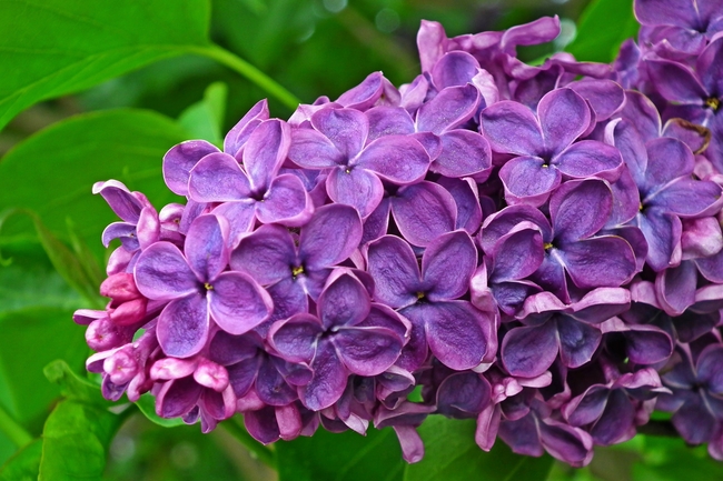  春天紫色丁香花高清图片 