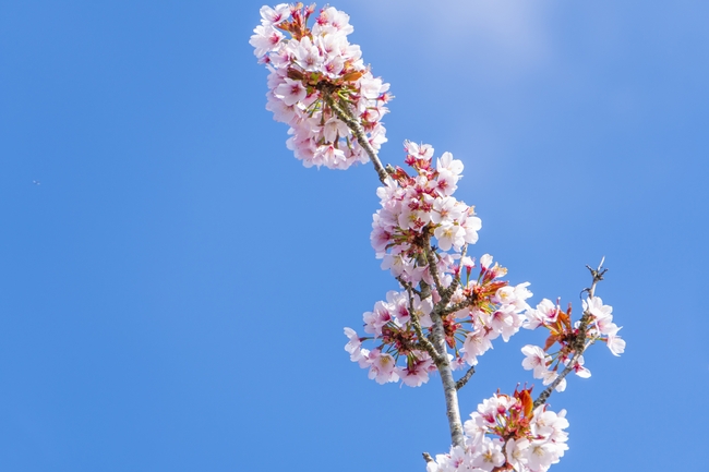  春天粉色樱花花枝精美图片 