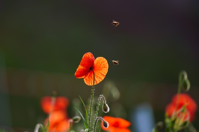  春天罂粟花蜜蜂图片大全 