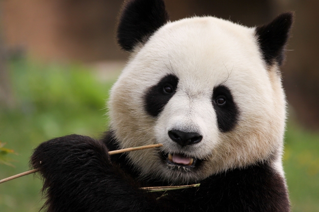  可爱呆萌国宝大熊猫吃竹子图片下载 