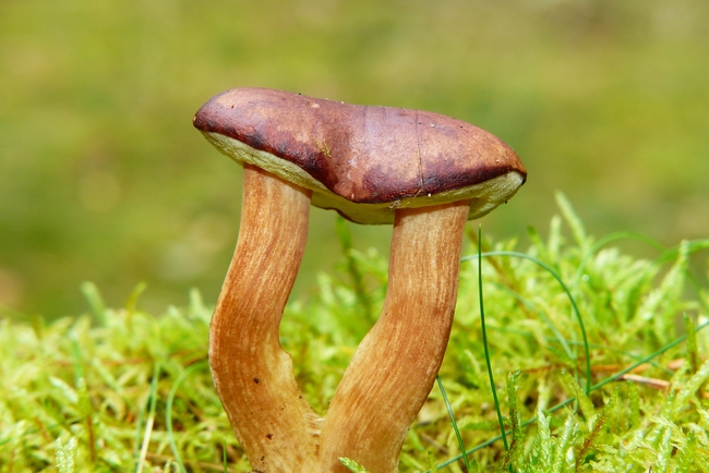  野生湾牛肝菌蘑菇写真高清图片 