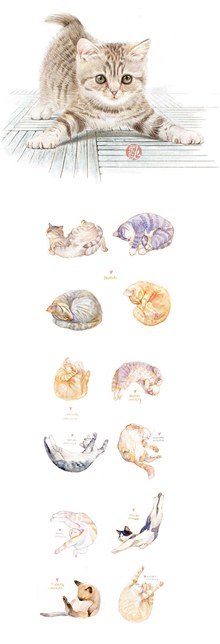 水彩手绘猫分层素材