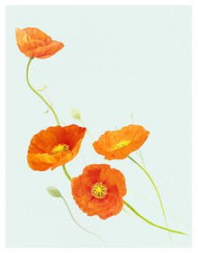 橙色的罂粟花植物主题设计免费psd图片