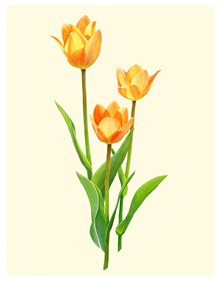 鲜艳的橙色郁金香花卉植物免费psd下载