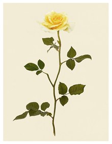 黄色玫瑰花卉植物主题设计免费psd免费下载