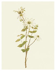 长出白色花的花卉植物主题免费psd素材