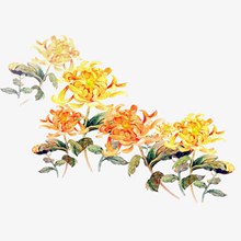 重阳节黄色水彩菊花朵psd图片