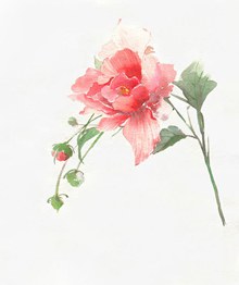 唯美水彩玫瑰花插画psd分层素材