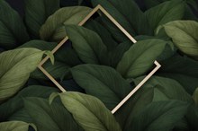 创意植物装饰边框psd分层素材
