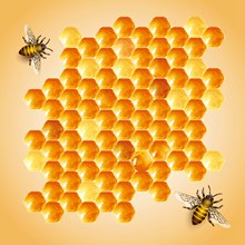 蜜蜂蜂巢设计矢量图片