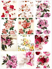 花朵植物绘画矢量图片