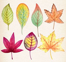水彩秋天落叶树叶矢量图片