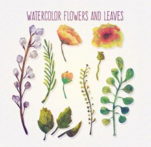 水彩绘花朵和叶子矢量图片